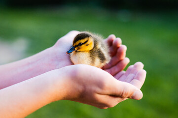 A tiny duckling sits comfortably in hands, bathed in warm sunlight © Cavan