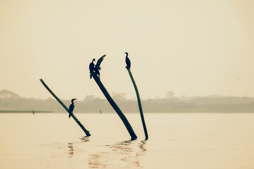 Cormoranes en un palo en medio del r&iacute;o