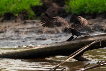 Cormoran Neotropical levantando vuelo