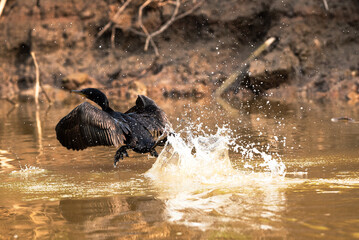 Vuelo de un cormor&aacute;n neotropical