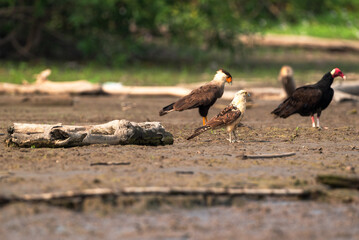 Tres aves de diferentes especies en una foto, dos rapaces y un carroñero