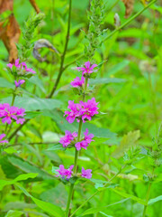 Fototapeta premium lythrum salicaria flower macro photo