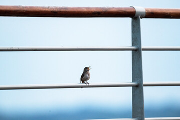 Ave sobre una baranda 