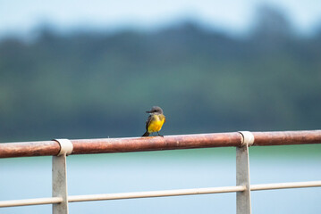 Ave tirano social sobre una baranda 