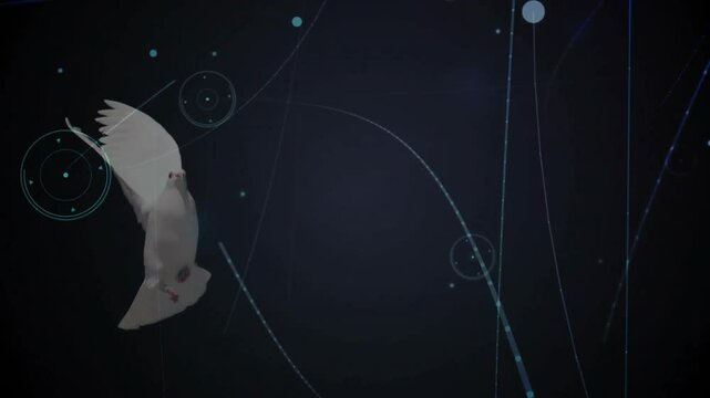 White dove flying over digital network connections animation on dark background
