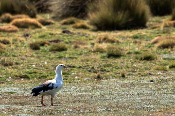 Cauquen huallata o ganso de los andes