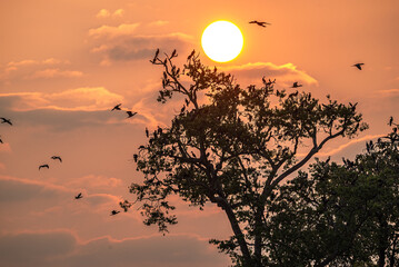 Aves en el amanecer de la selva