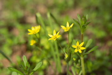 spring flowers in the forest