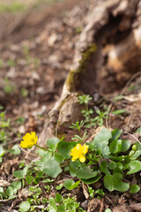 spring flowers in the forest