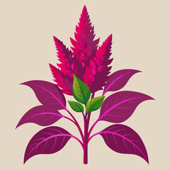 Amaranth Vector Art Illustration