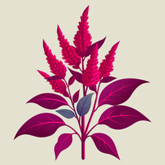 Amaranth Vector Art Illustration