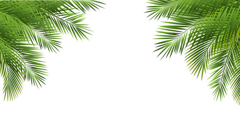 Obraz premium Tropical Palm Tree Frame Isolated White Bachground