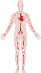 Arteries of the human body in color stock illustration