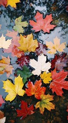 Colorful Autumn Leaves Floating in a Stream.