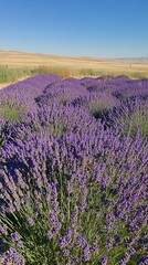 Obraz premium Lavender field with a bee in the foreground and a hazy view of distant hills on a sunny day.