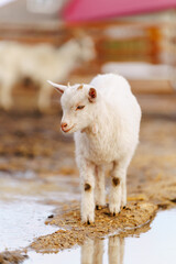 Obraz premium Goat on farm look peaceful and content in their enclosed environment. Selective focus. Vertical photo