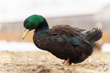 Graceful duck stands elegantly on top of a small puddle of water on farm