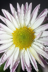 close up beautiful pink chrysanthemums