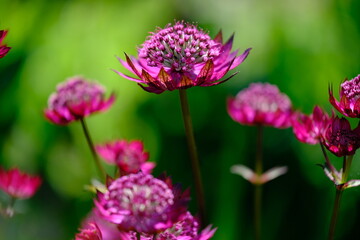 An Astrantia flowering plant and green background