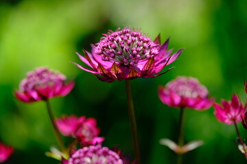 An Astrantia flowering plant in sunlight and green background