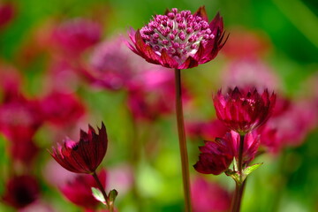 Masterwort flower in sunlight and green background