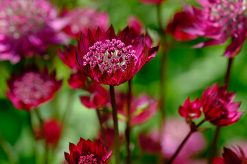 Masterwort flowers in sunlight and green background