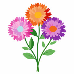 Aster Flowers Four-Color Vector Design on White Background
