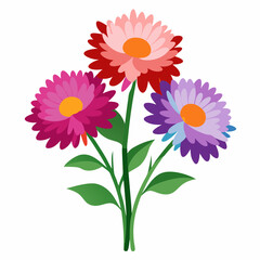 Aster Flowers Four-Color Vector Design on White Background