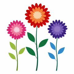 Aster Flowers Four-Color Vector Design on White Background