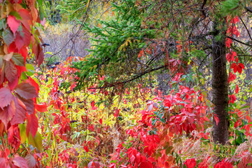 Autumn background - view of the foliage in the thickets of trees and bushes. Red foliage in the rays of the autumn sun