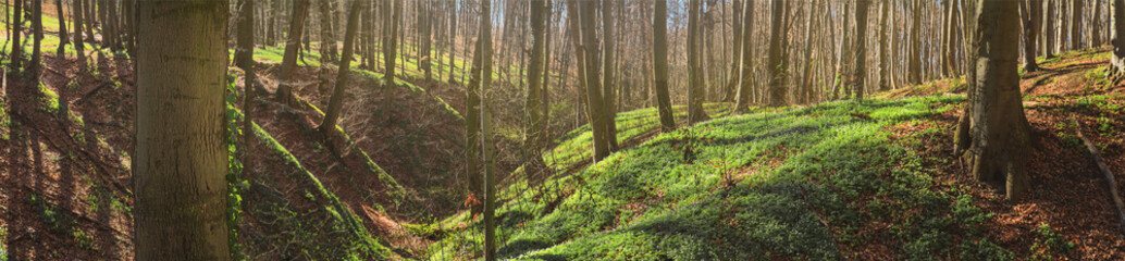 Spring landscape, banner, panorama - view of the deciduous forest in the rays of the spring sun