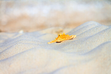 Close-up view of a beach with starfish on the sand under the hot sun, selective focus. Beach...