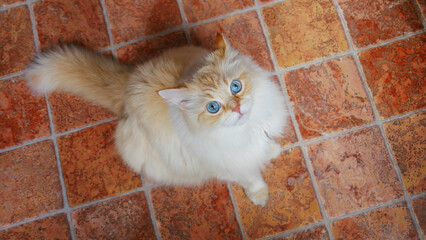 A beautiful white cat sitting on the tiled floor and looking up