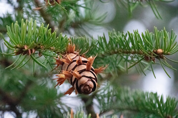 Pinecones up close on a tree