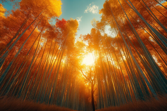 Warm sunlight illuminates a tranquil forest filled with autumn foliage, creating a peaceful atmosphere for reflection and finding spiritual inner harmony