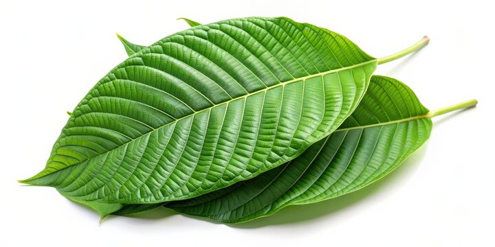 Fresh green Mitragyna speciosa or Kratom leaves on a white background , Kratom, Mitragyna speciosa, leaves
