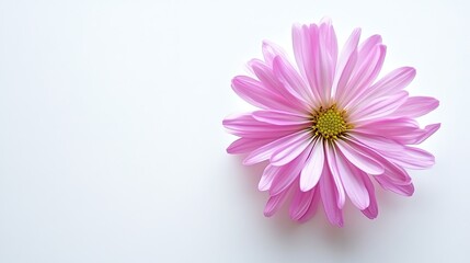 Fototapeta premium Pink aster, white background. Generative AI