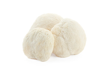 Lion's Mane Mushrooms on white background