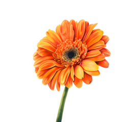 PNG Peach orange gerbera daisy set isolated on transparent background. Clipart template for collages, cards and posters, spring style, romance, congratulations