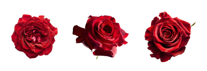 Deep red roses PNG set isolated on transparent background. Clipart template for collages, cards and posters, spring style, romance, congratulations