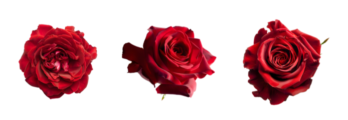 Deep red roses PNG set isolated on transparent background. Clipart template for collages, cards and posters, spring style, romance, congratulations