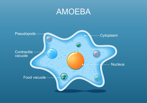 Amoeba anatomy.