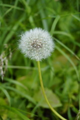 Dandelions closeup