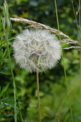 Dandelions closeup