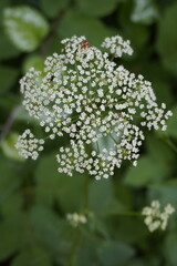 Wildflowers closeup