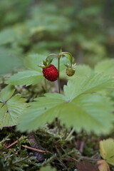 Wild Strawberries closeup