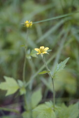 Wildflowers closeup