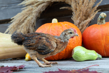 pumpkin and pumpkins