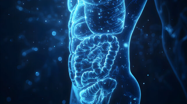 3D X-Ray Scan Blue Anatomy of Stomach and Bowel Visualization
