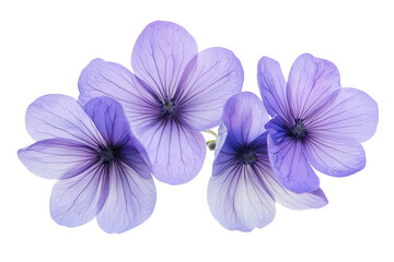Obraz premium purple flowers isolated png transparent background